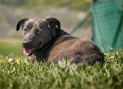 TIANA - sanftmütig, freundlich, verschmust, anhänglich, gehorsam, ruhig und sensibel, unsicher, gutmütig, unterwürfig, Mischling (Video auf HP) - Betreuungsplatz OÖ - Hündin