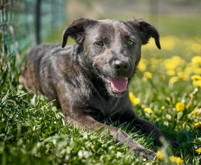 TIANA - sanftmütig, freundlich, verschmust, anhänglich, gehorsam, ruhig und sensibel, unsicher, gutmütig, unterwürfig, Mischling (Video auf HP) - Betreuungsplatz OÖ - Hündin
