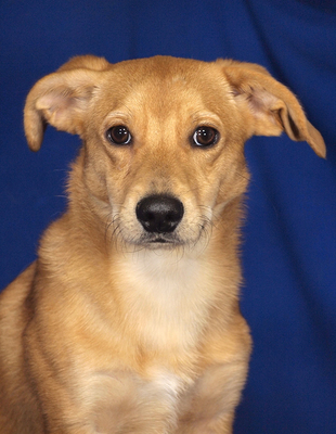 TIBO - R E S E R V I E R T !!!!! sehr freundlich, liebenswert, umgänglich, aufmerksam, neugierig, lebhaft, klug, Mischling - Rüde