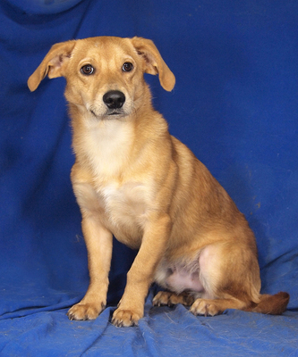 TIBO - R E S E R V I E R T !!!!! sehr freundlich, liebenswert, umgänglich, aufmerksam, neugierig, lebhaft, klug, Mischling - Rüde