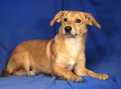 TIBO - R E S E R V I E R T !!!!! sehr freundlich, liebenswert, umgänglich, aufmerksam, neugierig, lebhaft, klug, Mischling - Rüde