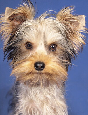 TICO - R E S E R V I E R T !!!!! freundlich, anhänglich, lernfreudig, lebhaft, neugierig, katzenverträglich, anfangs schüchtern, Yorkshire Terrier - Rüde