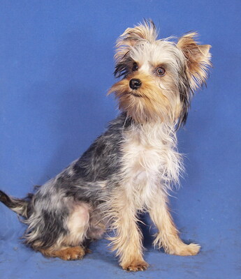 TICO - R E S E R V I E R T !!!!! freundlich, anhänglich, lernfreudig, lebhaft, neugierig, katzenverträglich, anfangs schüchtern, Yorkshire Terrier - Rüde