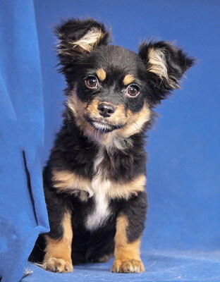 TIFFANY - R E S E R V I E R T !!!!! liebenswert und neugierig, fröhlich, verschmust, aufgeweckt, Mischling Welpen - Hündin