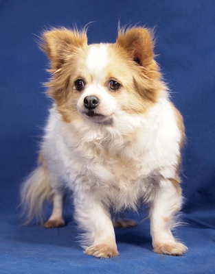 TIFFANY - R E S E R V I E R T !!!!! sehr freundlich, anhänglich, gemütlich, aufgeschlossen, verschmust, katzenverträglich, Chihuahua - Hündin