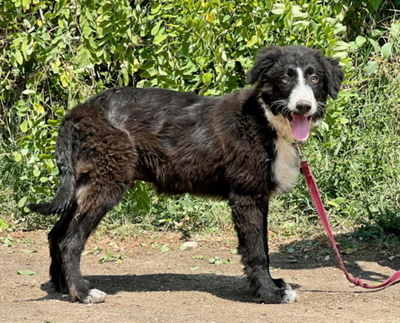 TIGGY - süßer Welpe sucht SIE, TIGGY - süßer Welpe sucht SIE Welpen - Rüde