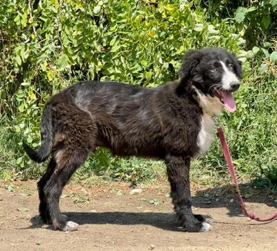 TIGGY - süßer Welpe sucht SIE, TIGGY - süßer Welpe sucht SIE Welpen - Rüde