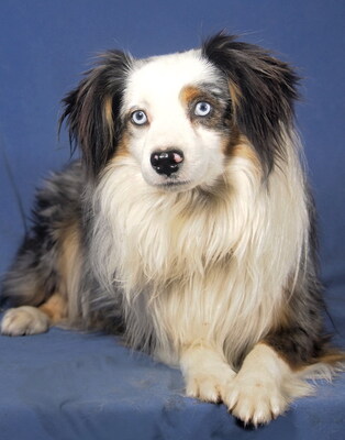 TIK TOK - R E S E R V I E R T !!!!! überaus freundlich, neugierig, äußerst intelligent, sehr bewegungsfreudig, katzenverträglich, anfangs schüchtern, Mini Australian Shepherd - Rüde