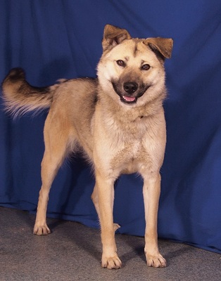 TILLY - R E S E R V I E R T !!!!! fröhlich und sehr lieb, menschenbezogen, verspielt, bewegungsfreudig, Mischling (Video auf HP) - Hündin