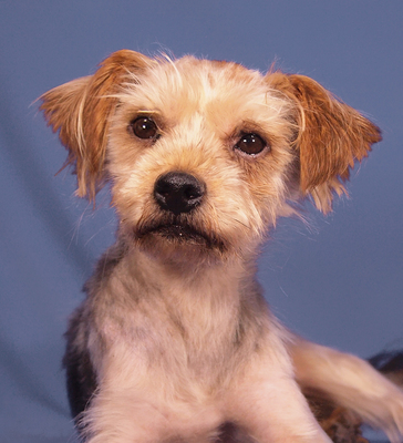 TIMMY - R E S E R V I E R T !!!!! lustig, liebenswert, freundlich, verschmust, sehr lebhaft, intelligent, nicht zu Katzen, Yorkshire Terrier Mischling - Rüde