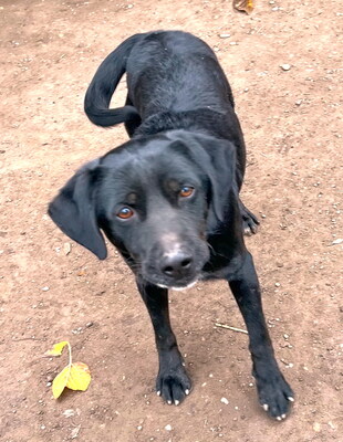 TIMMY - R E S E R V I E R T !!!!! sehr freundlich, anhänglich, fröhlich, lebhaft, gelehrig, anfangs schüchtern