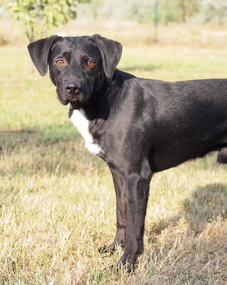 TIMMY - R E S E R V I E R T !!!!! sehr freundlich, anhänglich, fröhlich, lebhaft, gelehrig, anfangs schüchtern, Mischling (Video auf HP) - Rüde