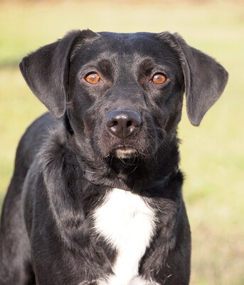 TIMMY - sehr freundlich, anhänglich, fröhlich, lebhaft, gelehrig, anfangs schüchtern, Mischling (Video auf HP) - Rüde