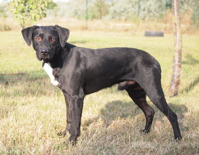TIMMY - sehr freundlich, anhänglich, fröhlich, lebhaft, gelehrig, anfangs schüchtern, Mischling (Video auf HP) - Rüde