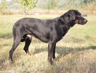 TIMMY - sehr freundlich, anhänglich, fröhlich, lebhaft, gelehrig, anfangs schüchtern, Mischling (Video auf HP) - Rüde