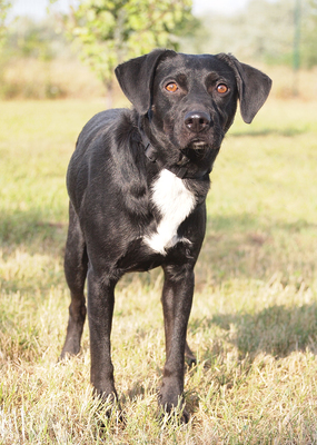 TIMMY - sehr freundlich, anhänglich, fröhlich, lebhaft, gelehrig, anfangs schüchtern, Mischling (Video auf HP) - Rüde