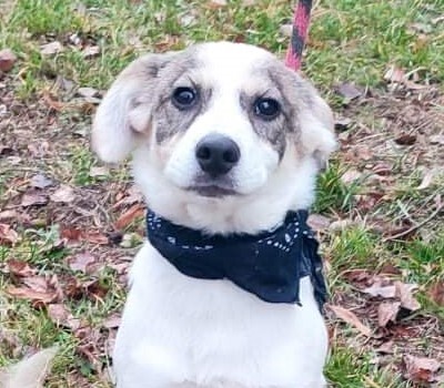 TIMO, Mischling Welpen - Rüde