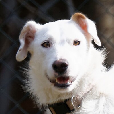 TIMON - Ubeda, Mischling - kastriert - Rüde