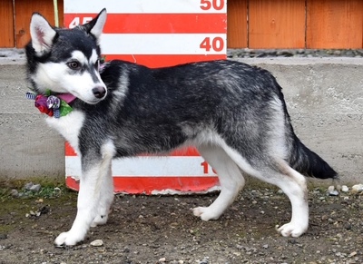 TIMOTEA, Husky-Mischling Welpen - Hündin