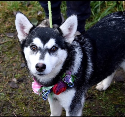 TIMOTEA, Husky-Mischling Welpen - Hündin