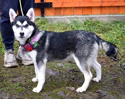 TIMOTEA, Husky-Mischling Welpen - Hündin