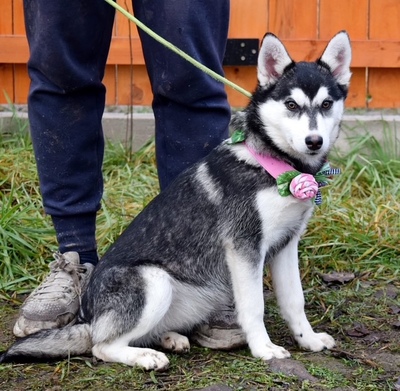 TIMOTEA, Husky-Mischling Welpen - Hündin