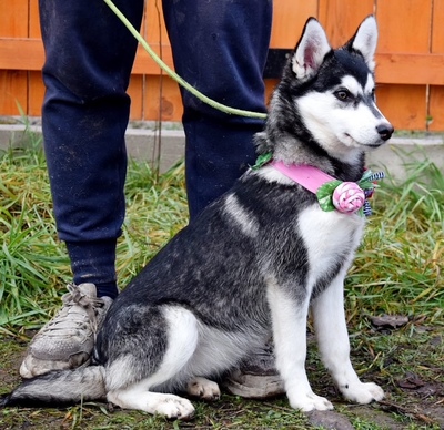 TIMOTEA, Husky-Mischling Welpen - Hündin