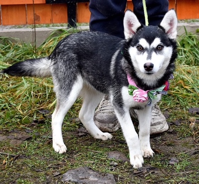 TIMOTEA, Husky-Mischling Welpen - Hündin