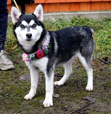 TIMOTEA, Husky-Mischling Welpen - Hündin