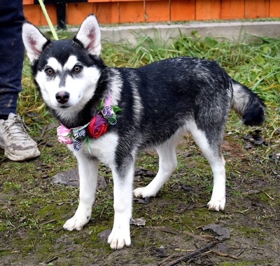 TIMOTEA, Husky-Mischling Welpen - Hündin