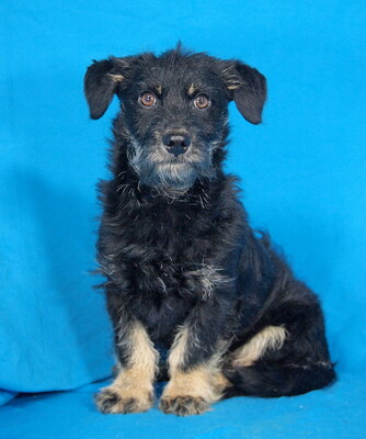 TIMOTHY - R E S E R V I E R T !!!!! sehr freundlich, neugierig, verschmust, lebhaft, anfangs etwas ängstlich, Mischling Welpen - Rüde