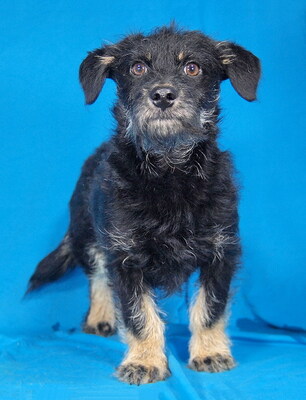 TIMOTHY - sehr freundlich, neugierig, verschmust, lebhaft, anfangs etwas ängstlich, Mischling Welpen - Rüde