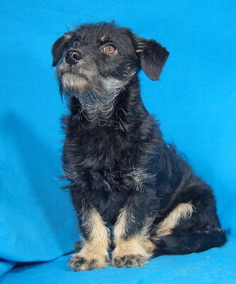 TIMOTHY - sehr freundlich, neugierig, verschmust, lebhaft, anfangs etwas ängstlich, Mischling Welpen - Rüde