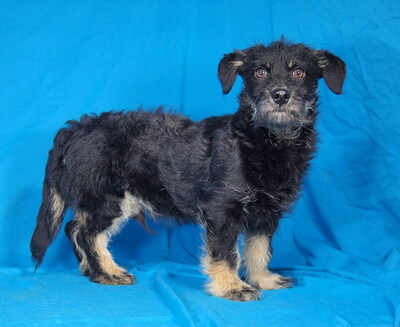 TIMOTHY - sehr freundlich, neugierig, verschmust, lebhaft, anfangs etwas ängstlich, Mischling Welpen - Rüde