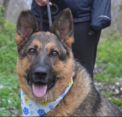 TINA, Schäferhund-Mischling - Hündin