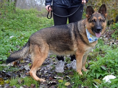 TINA, Schäferhund-Mischling - Hündin