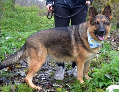 TINA, Schäferhund-Mischling - Hündin