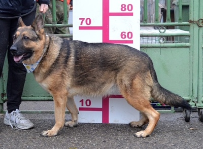 TINA, Schäferhund-Mischling - Hündin