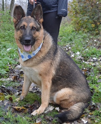 TINA, Schäferhund-Mischling - Hündin