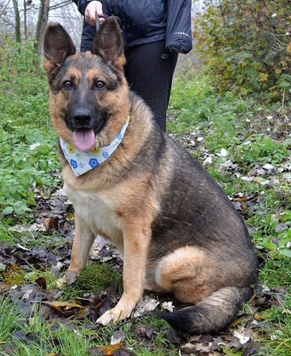 TINA, Schäferhund-Mischling - Hündin