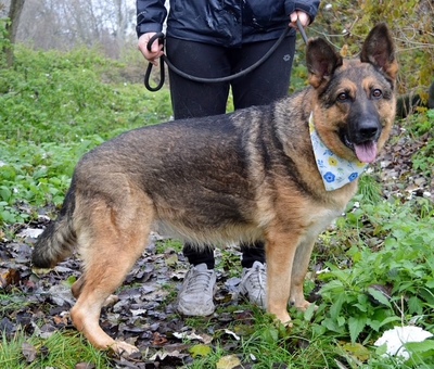 TINA, Schäferhund-Mischling - Hündin