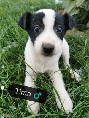 TINTA super lieber freundlicher Rüde sucht seine Familie, Mischling, mittelgroß werdend Welpen - Rüde
