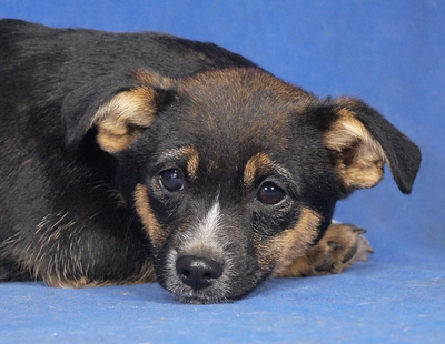 TINY - R E S E R V I E R T!!!!! sehr lieb und anschmiegsam, anhänglich, lebhaft, neugierig, katzenverträglich, anfangs schüchtern, Mischling Welpen - Hündin