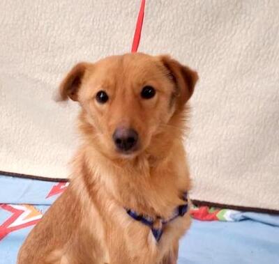 TIPSO, Pinscher-Spitzmix - Rüde