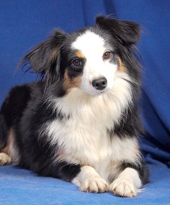 TIRA - sehr lieb und menschenorientiert, anhänglich, sehr bewegungsfreudig, intelligent, katzenverträglich, anfangs etwas ängstlich, Mini Australian Shepherd - Hündin