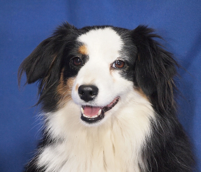 TIRA - sehr lieb und menschenorientiert, anhänglich, sehr bewegungsfreudig, intelligent, katzenverträglich, anfangs etwas ängstlich, Mini Australian Shepherd - Hündin