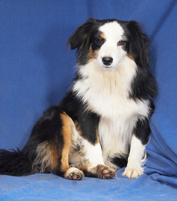 TIRA - sehr lieb und menschenorientiert, anhänglich, sehr bewegungsfreudig, intelligent, katzenverträglich, anfangs etwas ängstlich, Mini Australian Shepherd - Hündin