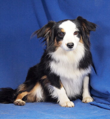 TIRA - sehr lieb und menschenorientiert, anhänglich, sehr bewegungsfreudig, intelligent, katzenverträglich, anfangs etwas ängstlich, Mini Australian Shepherd - Hündin