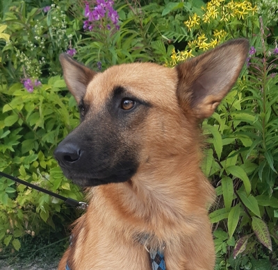 TIRO, Mischling - Rüde