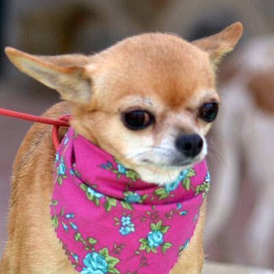 TITI - Linares, Chihuahua - kastriert - Hündin